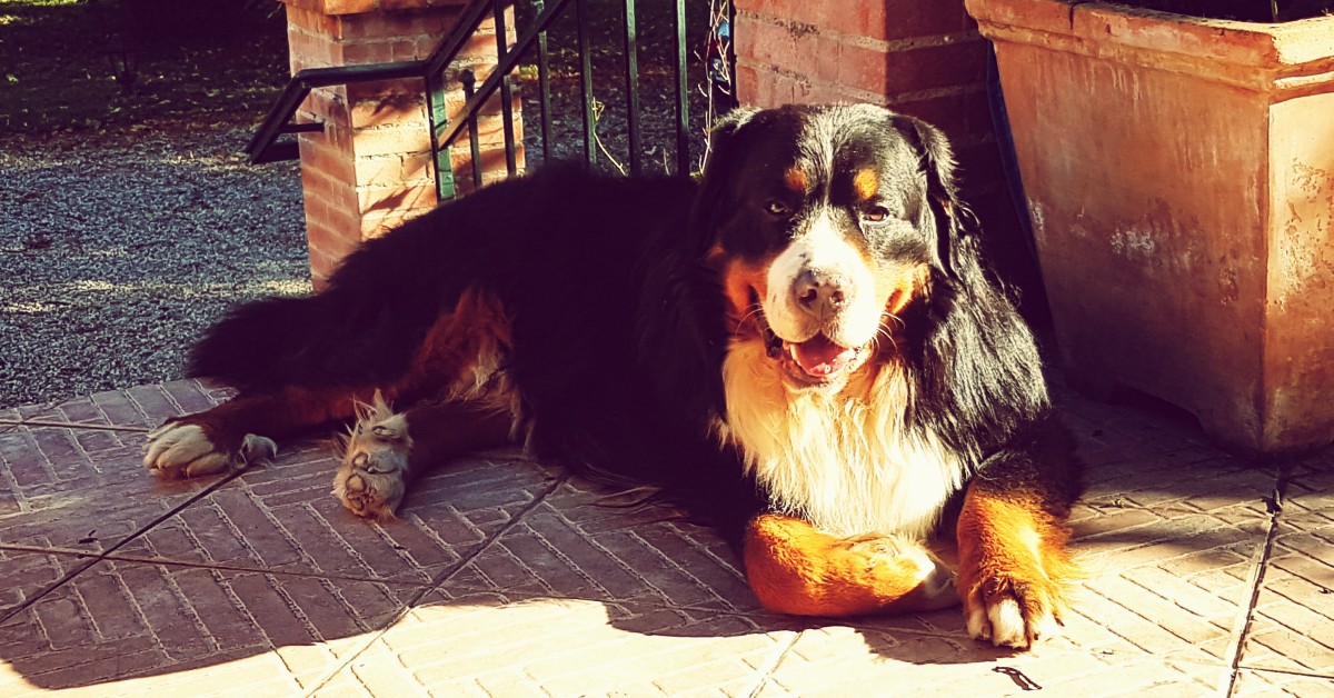Dogs and Hip Dysplasia